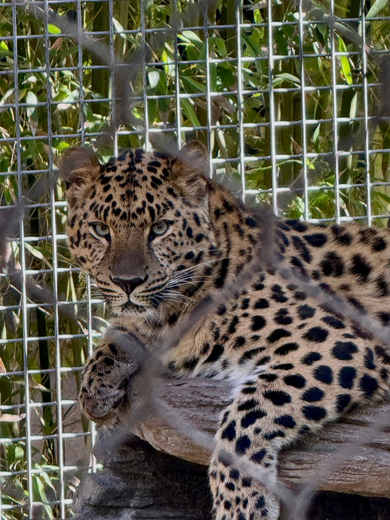 Cherry Cheetah